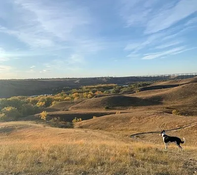 Scenic Drive Dog Run